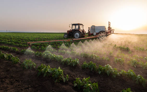 Best Pest Removal Services  in Crane, MO