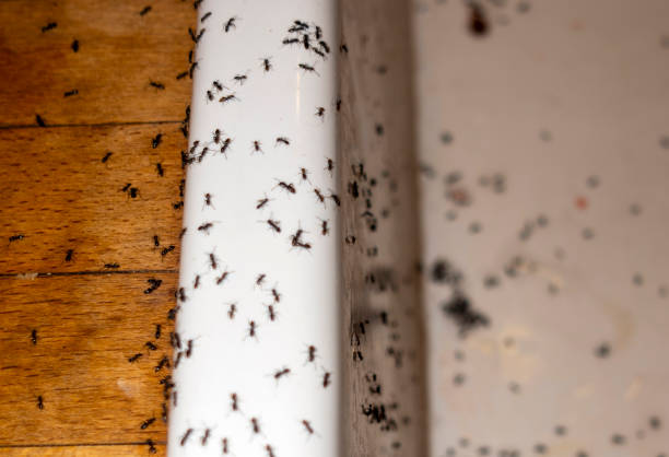 Best Best Pest Control Companies  in Crane, MO
