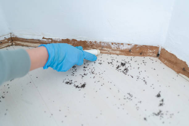 Best Mosquito Control Services  in Crane, MO